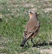 Northern Wheatear