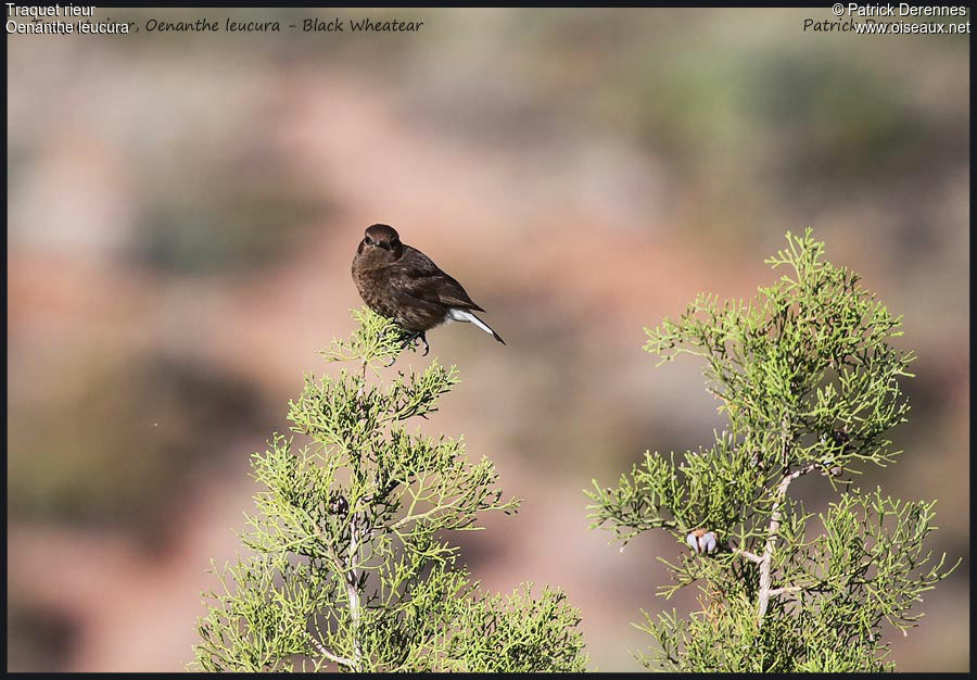 Black Wheatear, identification