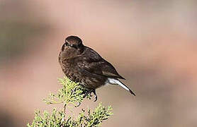 Black Wheatear