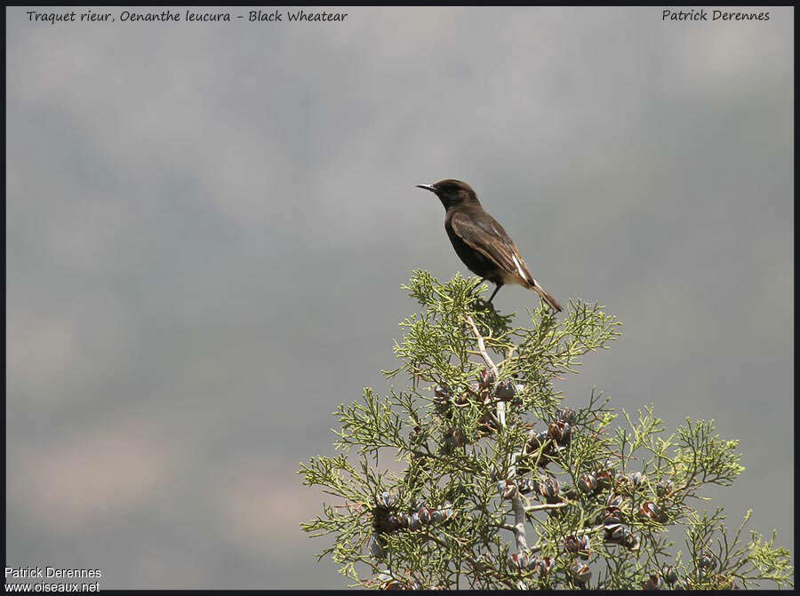 Black Wheatear female adult, habitat, fishing/hunting