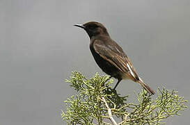 Black Wheatear