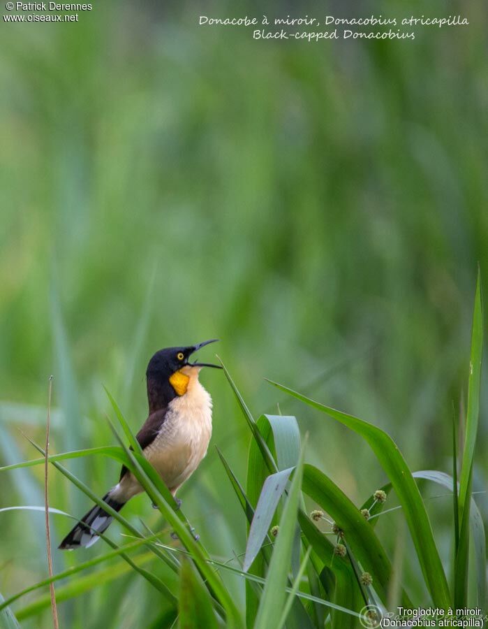 Black-capped Donacobius male, identification, habitat, song