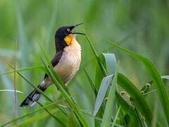 Black-capped Donacobius