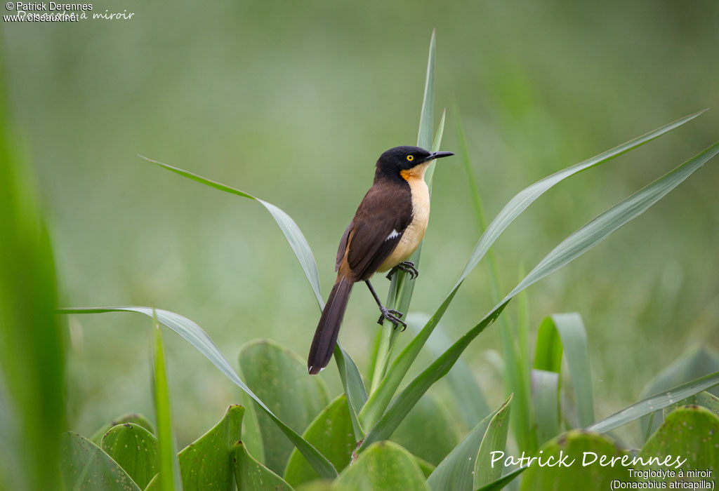 Black-capped Donacobius, identification, habitat