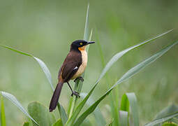 Black-capped Donacobius