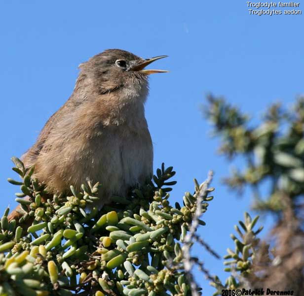 House Wren male adult