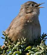 House Wren