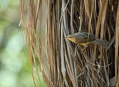 Thrush-like Wren