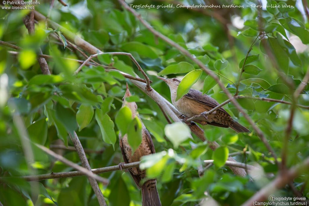 Thrush-like Wrenadult, habitat, song