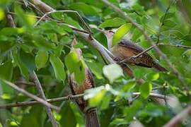 Thrush-like Wren