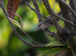 Thrush-like Wren