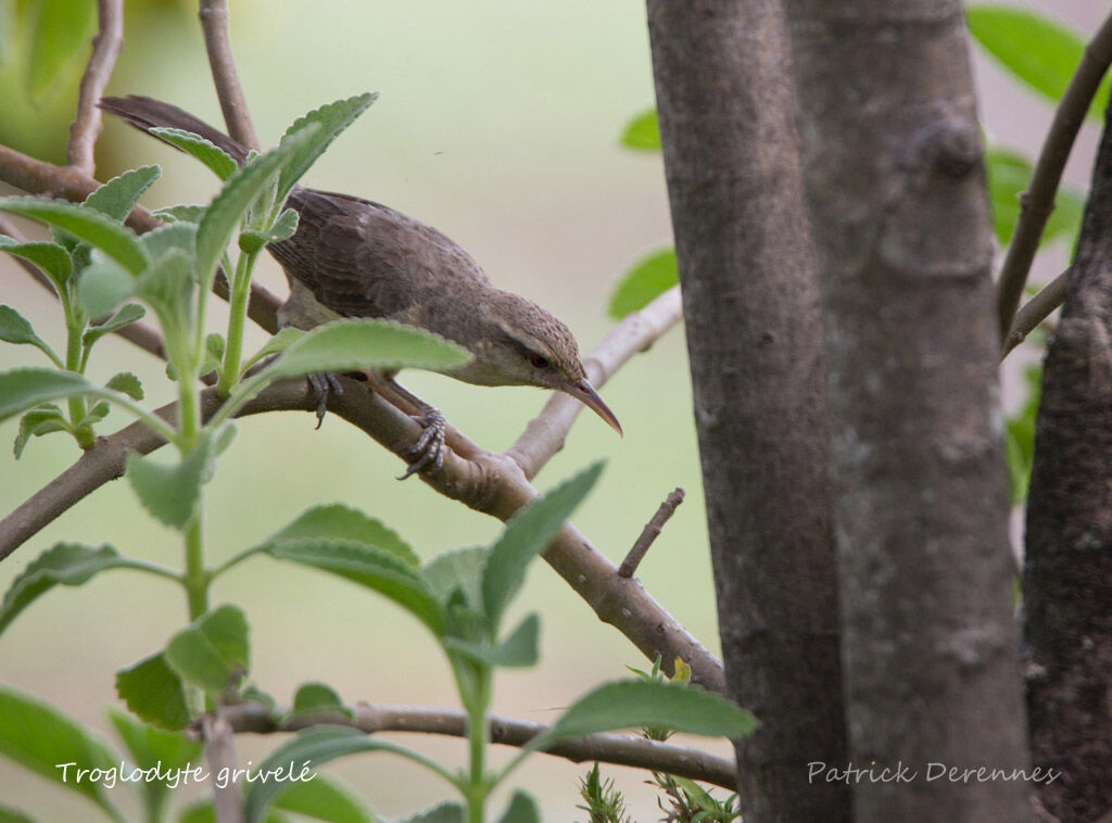 Troglodyte grivelé, identification, habitat