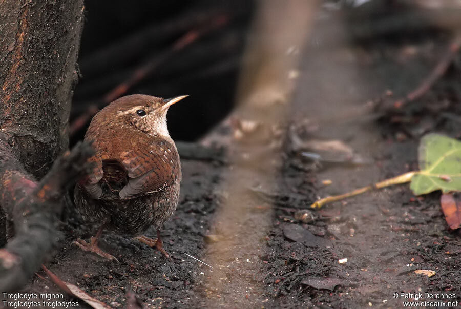 Eurasian Wren, identification