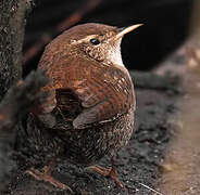 Eurasian Wren