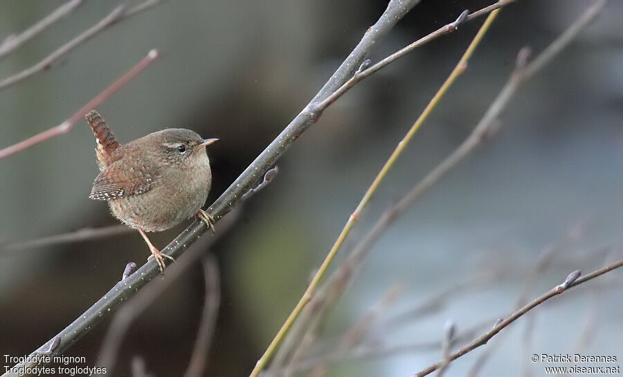 Troglodyte mignon, identification