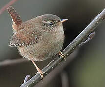 Eurasian Wren