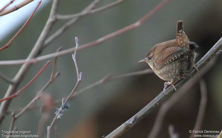 Eurasian Wren, identification