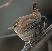 Eurasian Wren