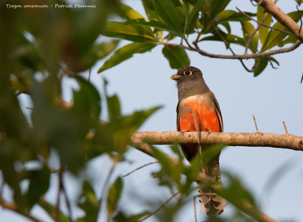 Trogon couroucou femelle adulte, identification