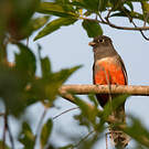 Trogon couroucou