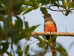 Blue-crowned Trogon