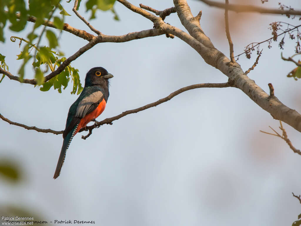 Trogon couroucou mâle adulte, habitat, pigmentation