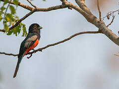 Blue-crowned Trogon