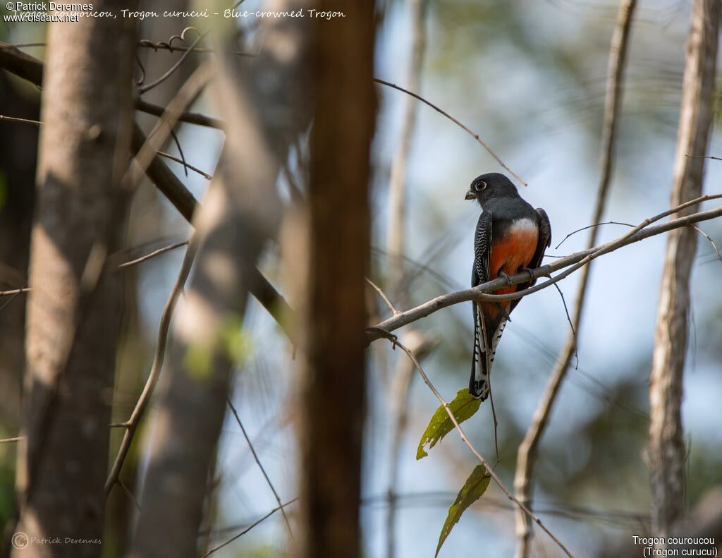 Blue-crowned Trogon female, identification, habitat