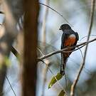 Trogon couroucou