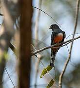 Blue-crowned Trogon