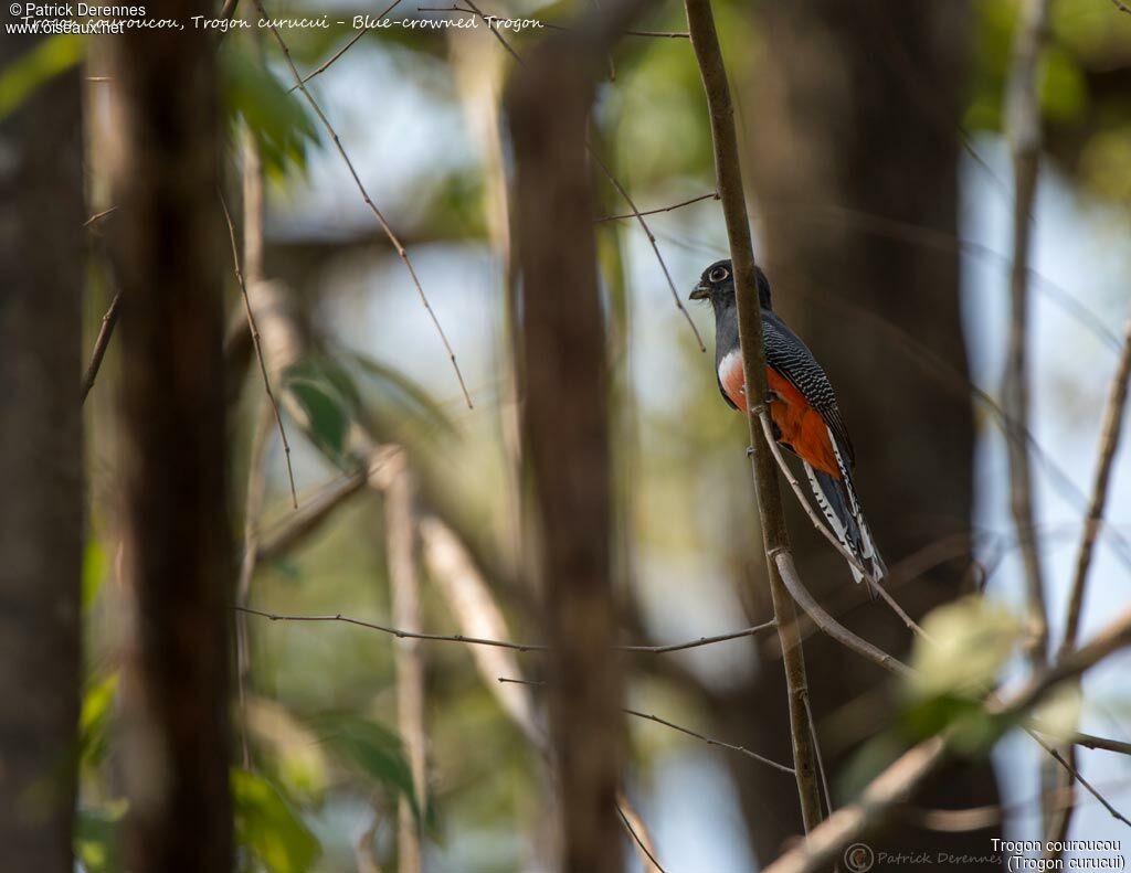 Blue-crowned Trogon female, identification, habitat