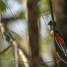Trogon couroucou