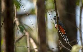 Blue-crowned Trogon