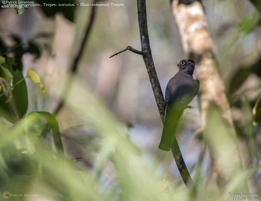 Trogon couroucou femelle, identification, habitat