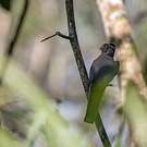 Trogon couroucou