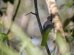 Blue-crowned Trogon