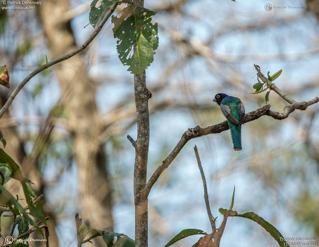 Trogon couroucou mâle, identification, habitat