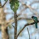 Trogon couroucou