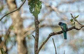 Blue-crowned Trogon