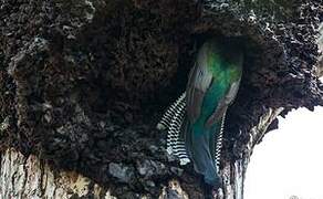 Blue-crowned Trogon