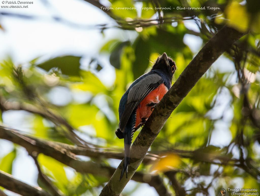 Blue-crowned Trogon male, identification, habitat