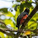 Trogon couroucou