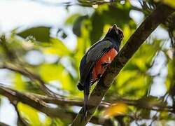 Blue-crowned Trogon