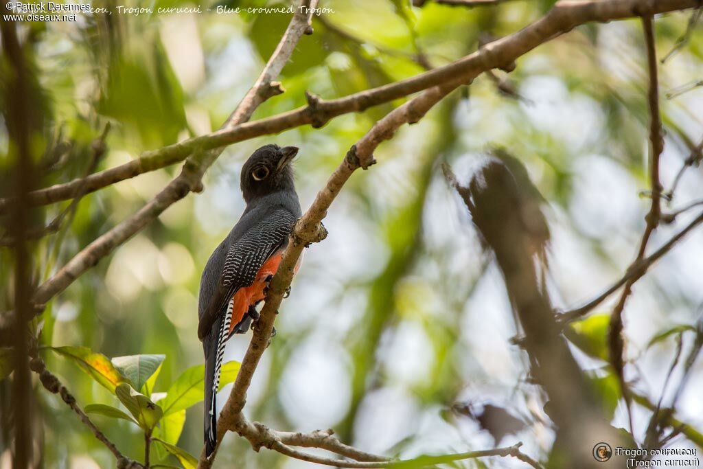 Trogon couroucou femelle, identification, habitat