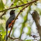 Trogon couroucou