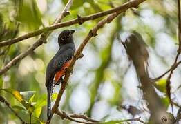 Blue-crowned Trogon