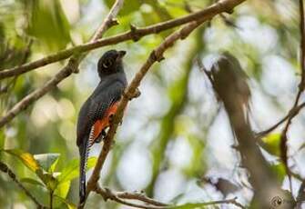 Trogon couroucou