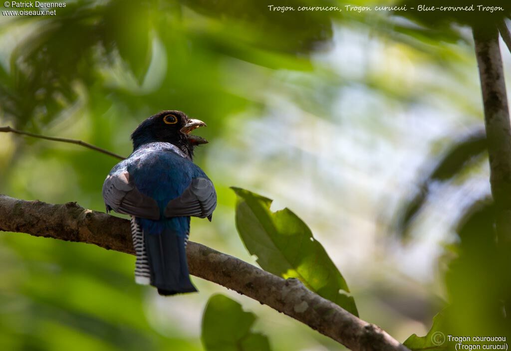 Blue-crowned Trogon male, identification, habitat