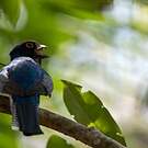 Trogon couroucou