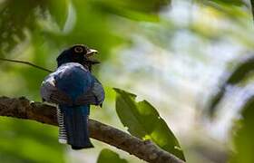 Blue-crowned Trogon